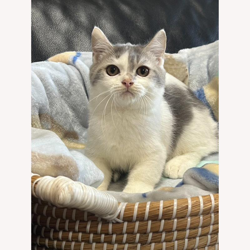 藍白曼赤肯弟弟