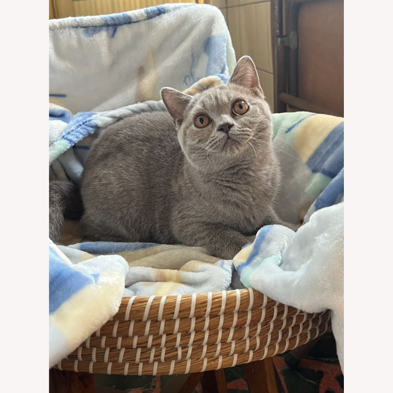 紫丁香英短弟弟 