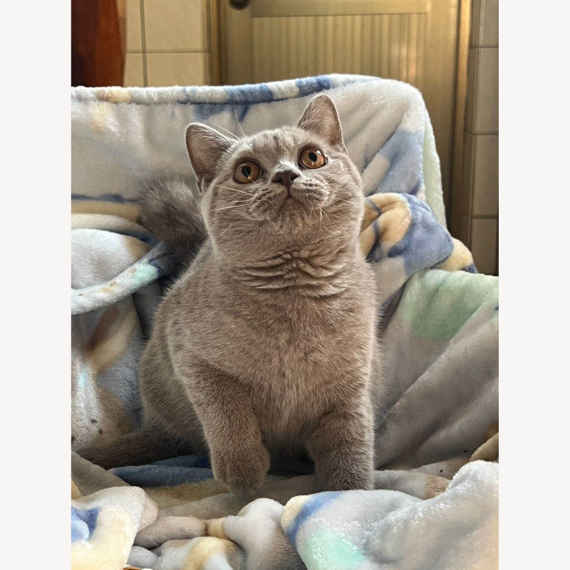 紫丁香英短弟弟 