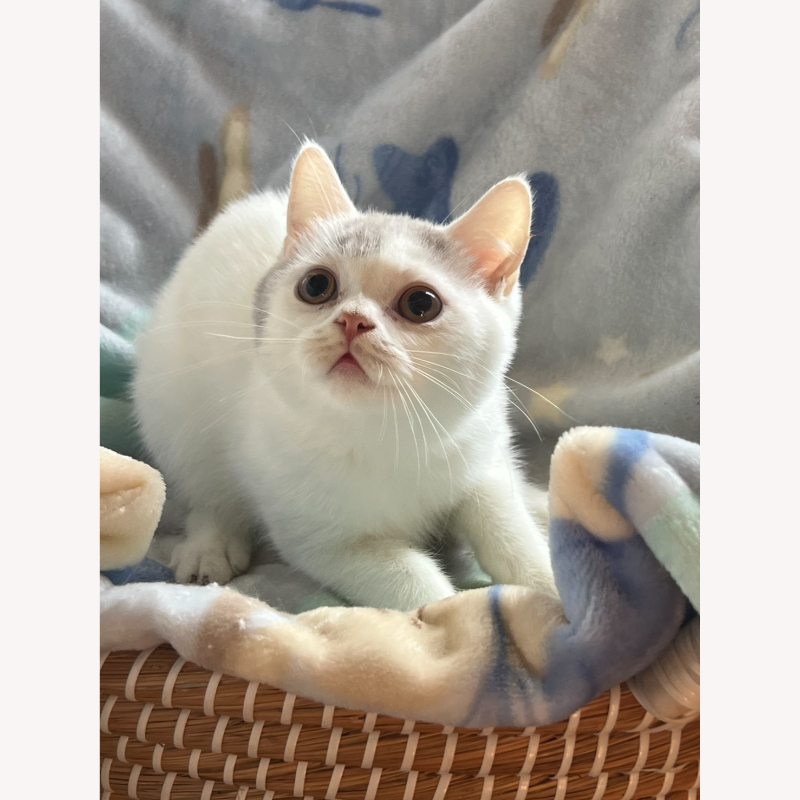 紫多白英短弟弟 