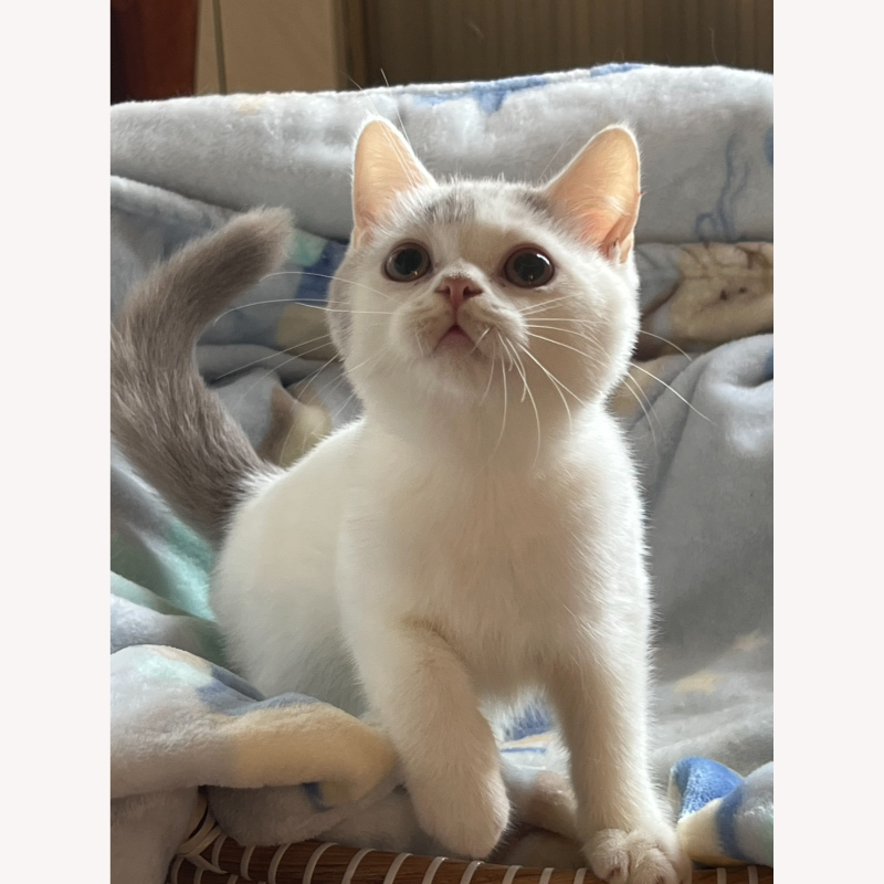 紫多白英短弟弟 