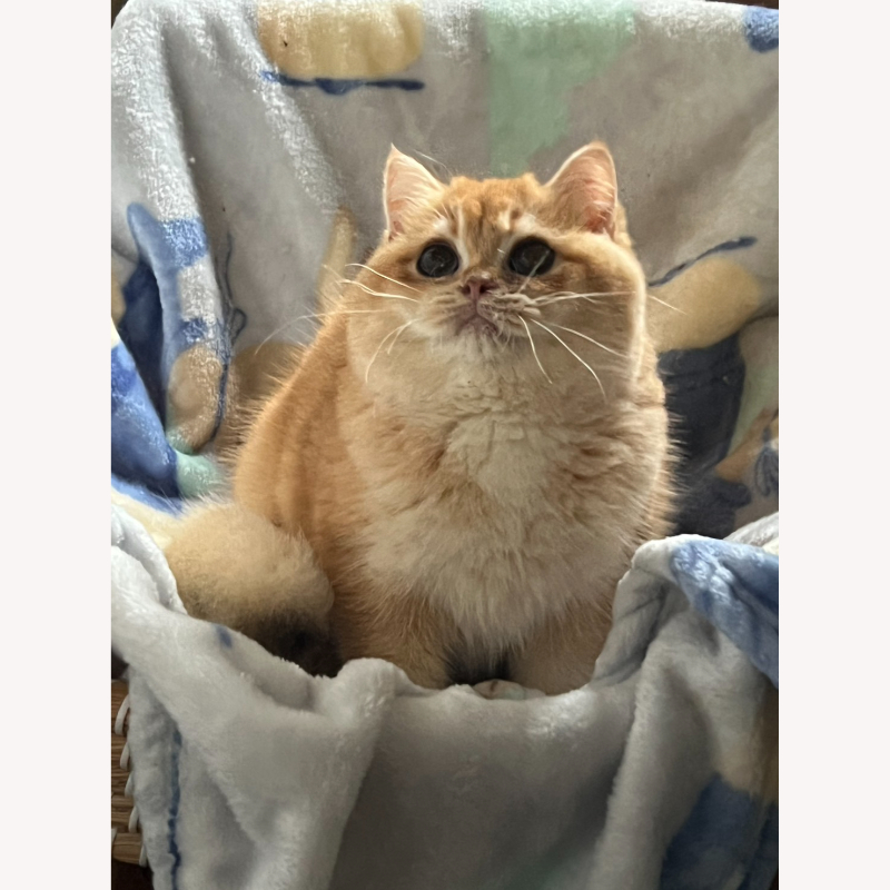 金漸層英短弟弟 