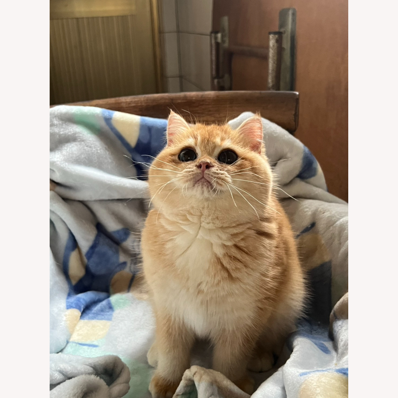 金漸層英短弟弟 