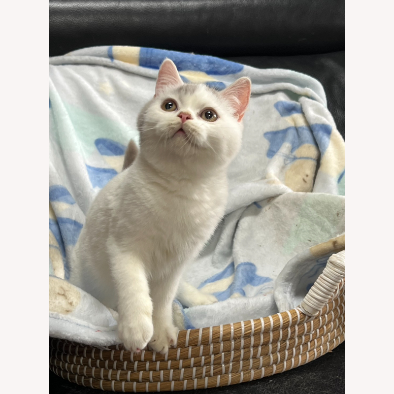 紫多白英短弟弟