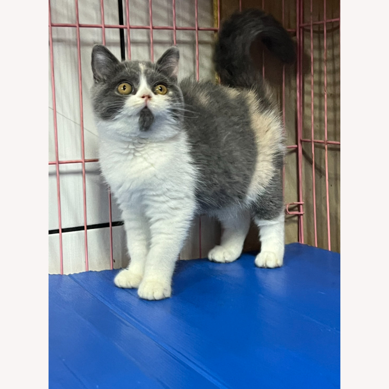 藍三花英短妹妹