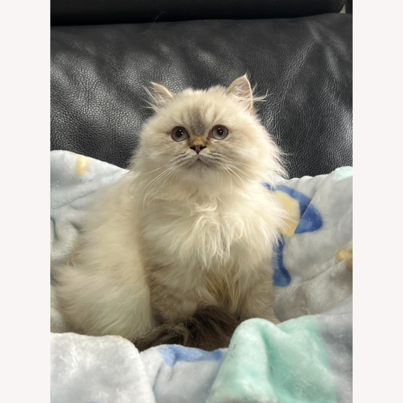 重點色英長妹妹