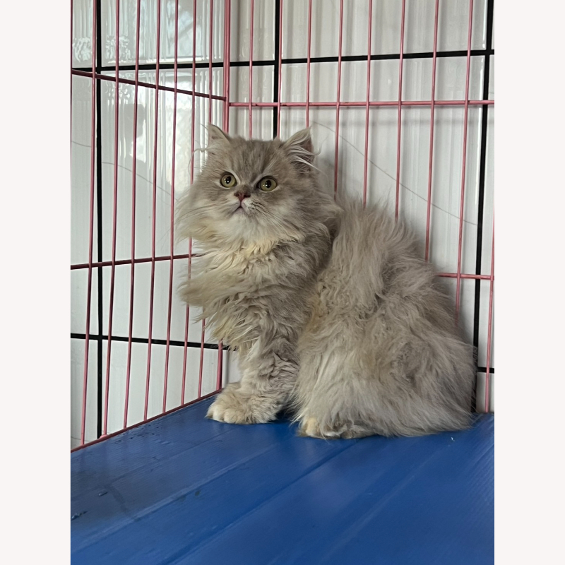 紫丁香英長弟弟