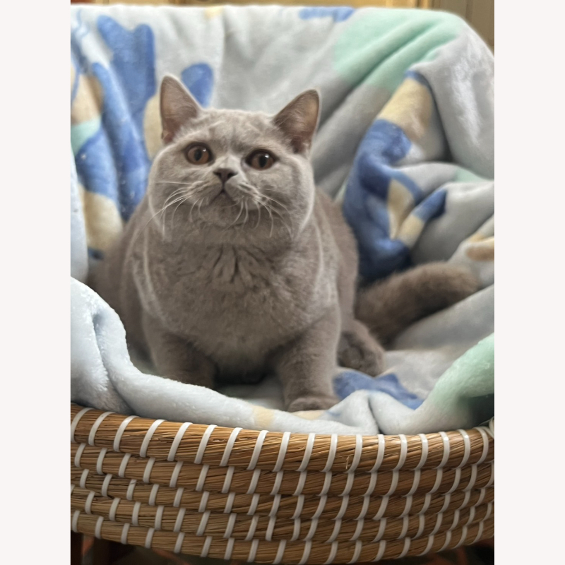 紫丁香英短弟弟