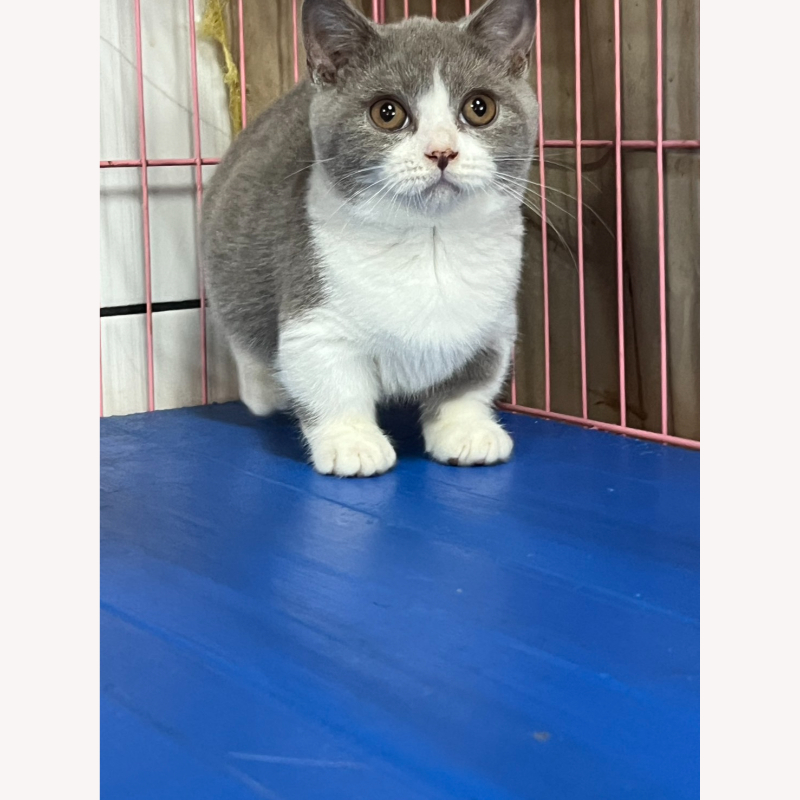 紫白曼赤肯弟弟 