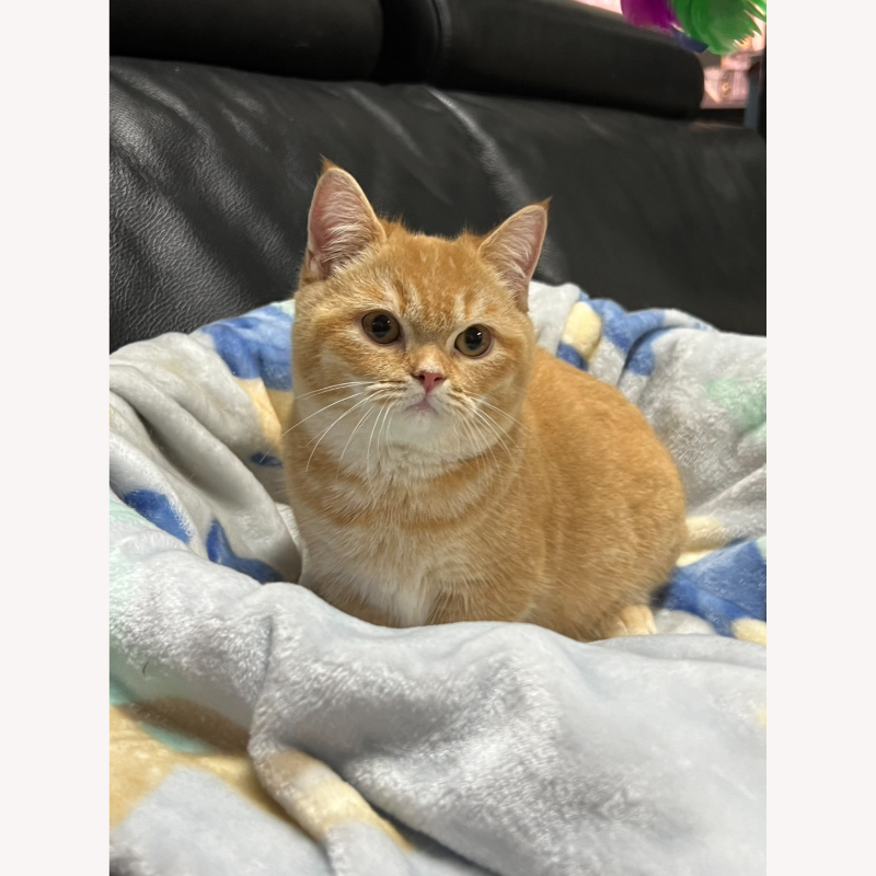 橘色曼赤肯弟弟 