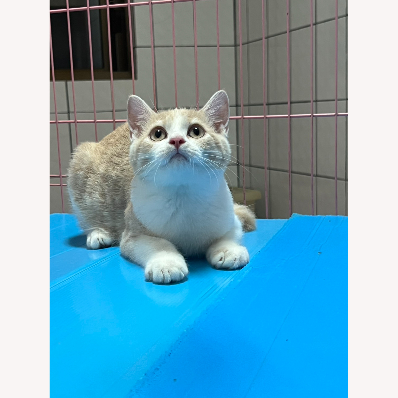 奶白英短弟弟