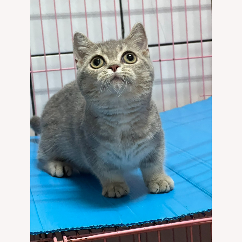 虎斑曼赤肯妹妹
