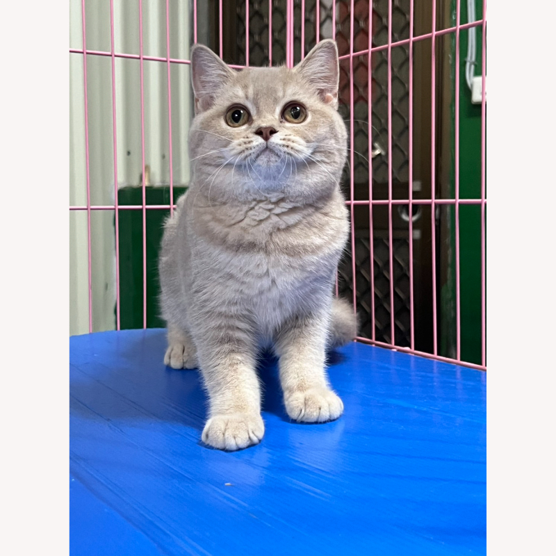 紫色英短妹妹