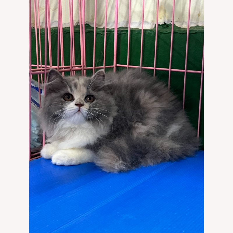 藍三花英長妹妹