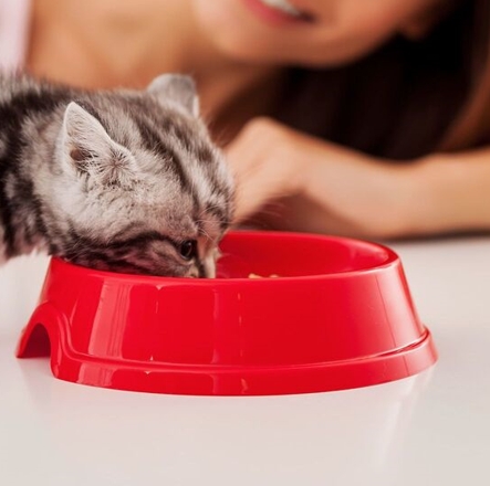 貓咪飼料碗