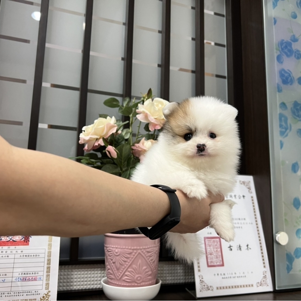 博美幼犬/已售出