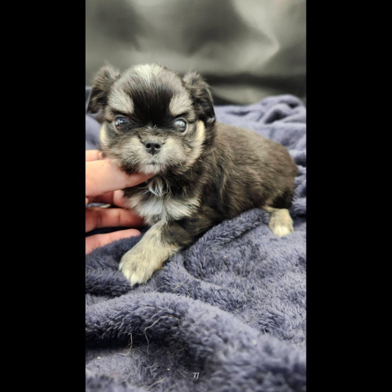 黑奶油四眼長毛吉娃娃