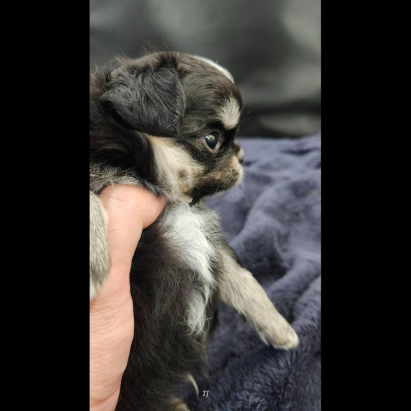 黑奶油四眼長毛吉娃娃