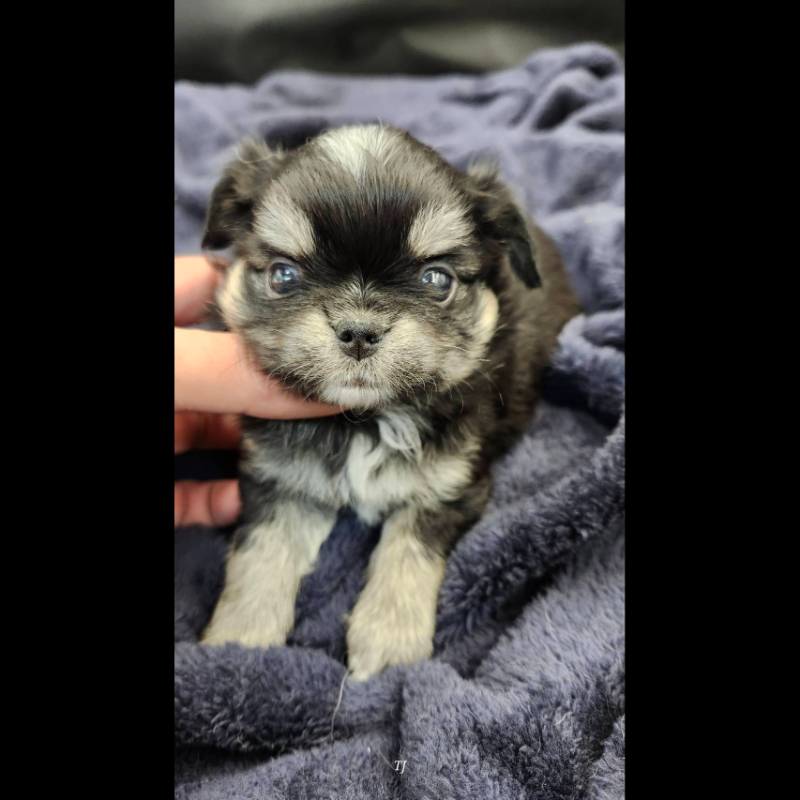 黑奶油四眼長毛吉娃娃