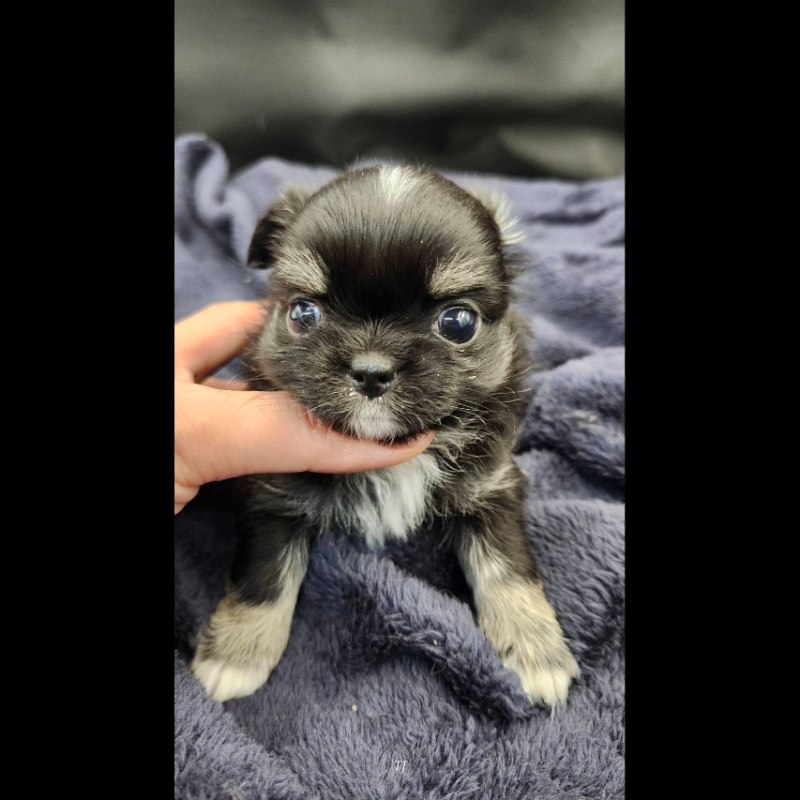 黑四眼長毛吉娃娃