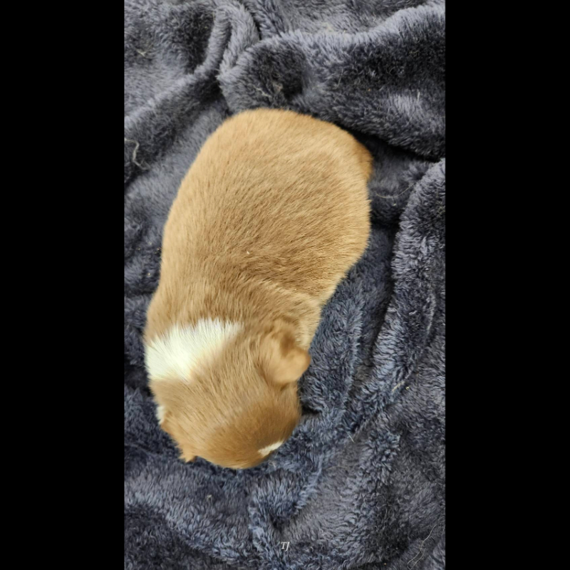 巧克力四眼長毛吉娃娃