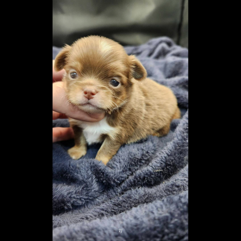 巧克力四眼長毛吉娃娃