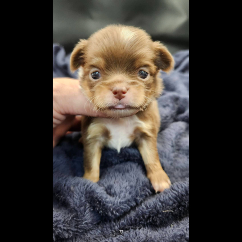 巧克力四眼長毛吉娃娃