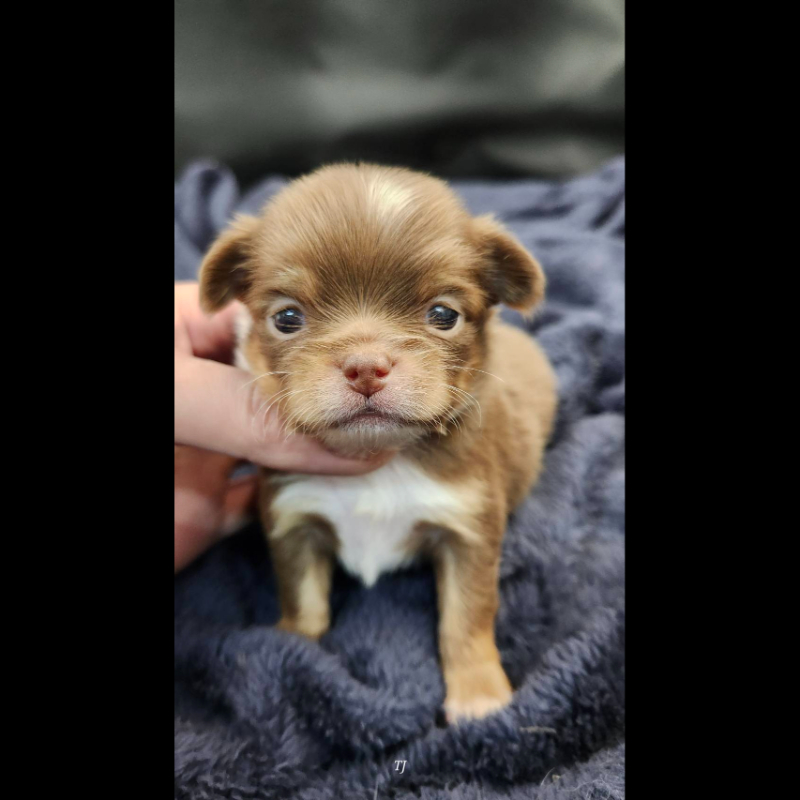 巧克力四眼長毛吉娃娃