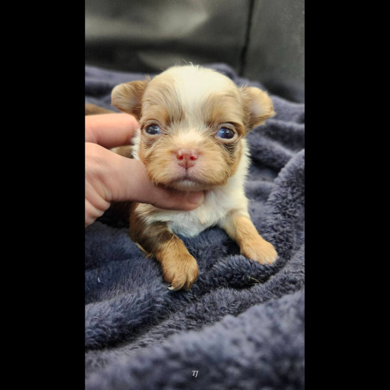 巧克力大理石長毛吉娃娃