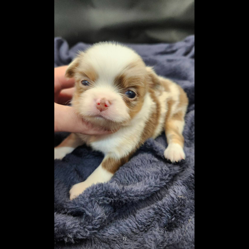 巧克力大理石長毛吉娃娃