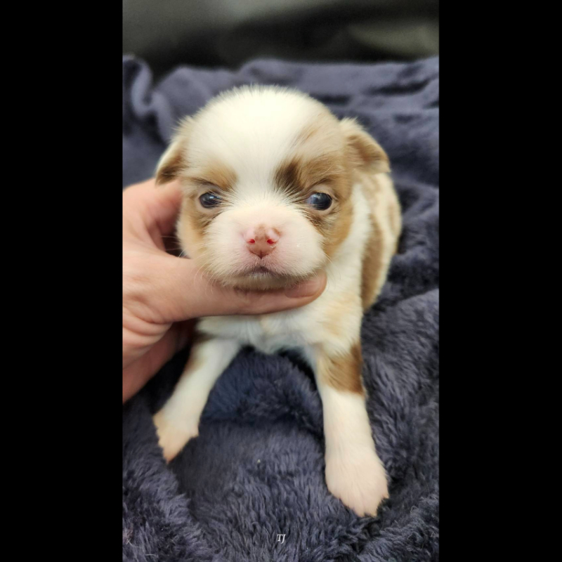 巧克力大理石長毛吉娃娃