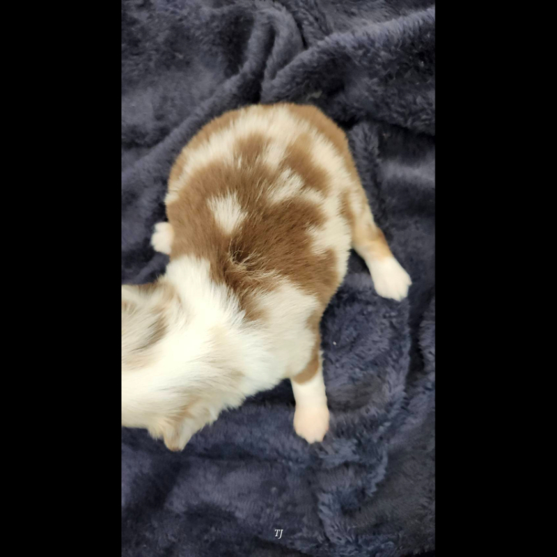 巧克力大理石長毛吉娃娃