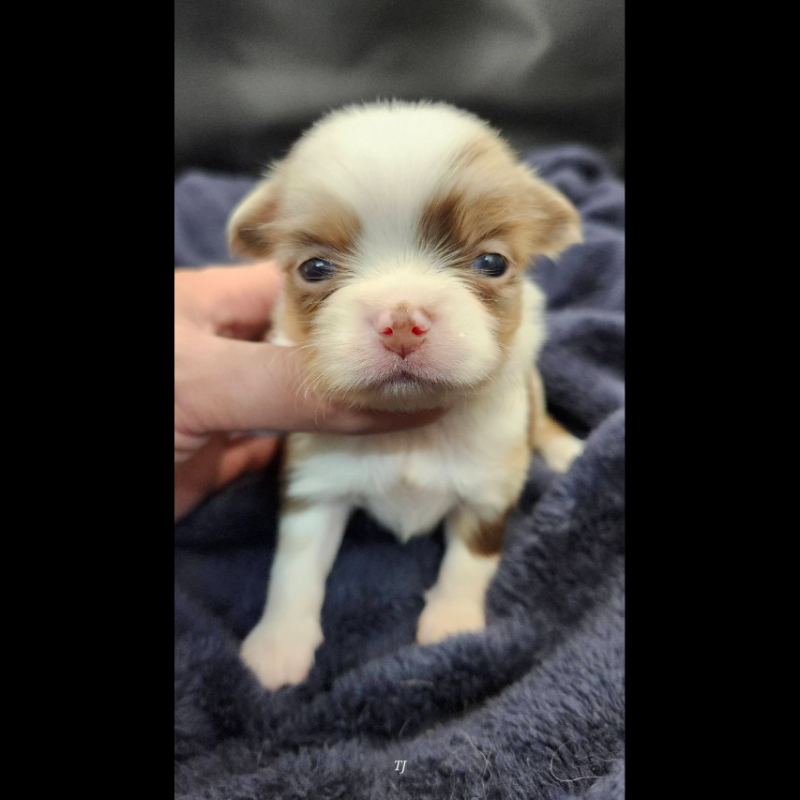 巧克力大理石長毛吉娃娃