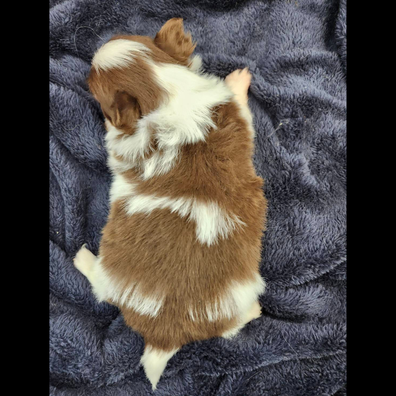 巧克力花長毛吉娃娃