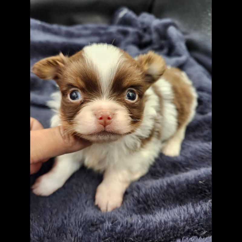 巧克力花長毛吉娃娃