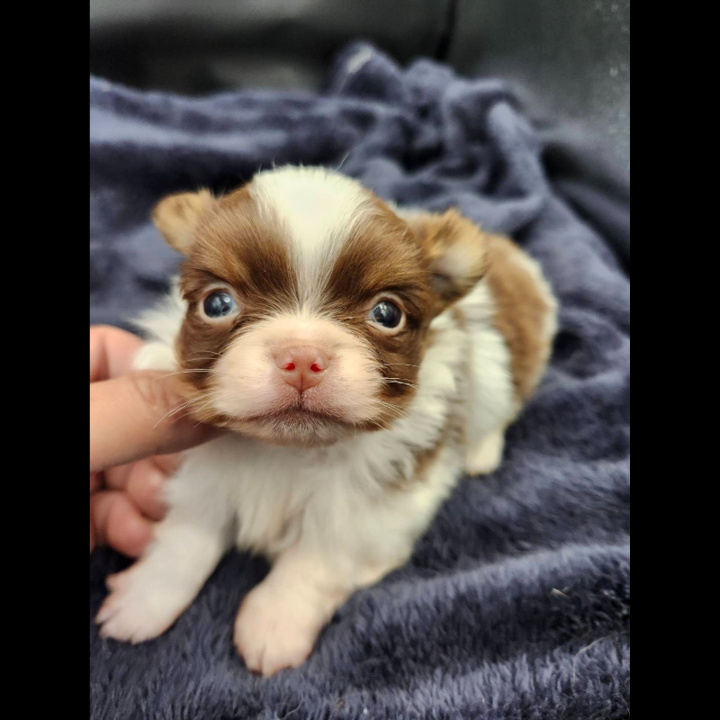 巧克力花長毛吉娃娃