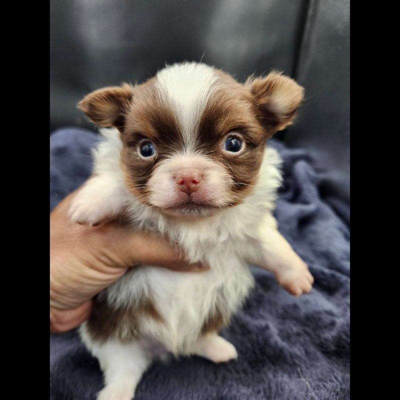 巧克力花長毛吉娃娃