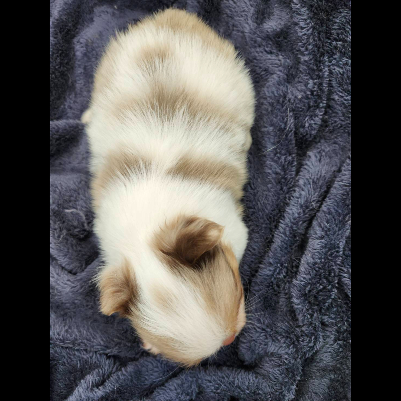 丁香大理石花長毛吉娃娃