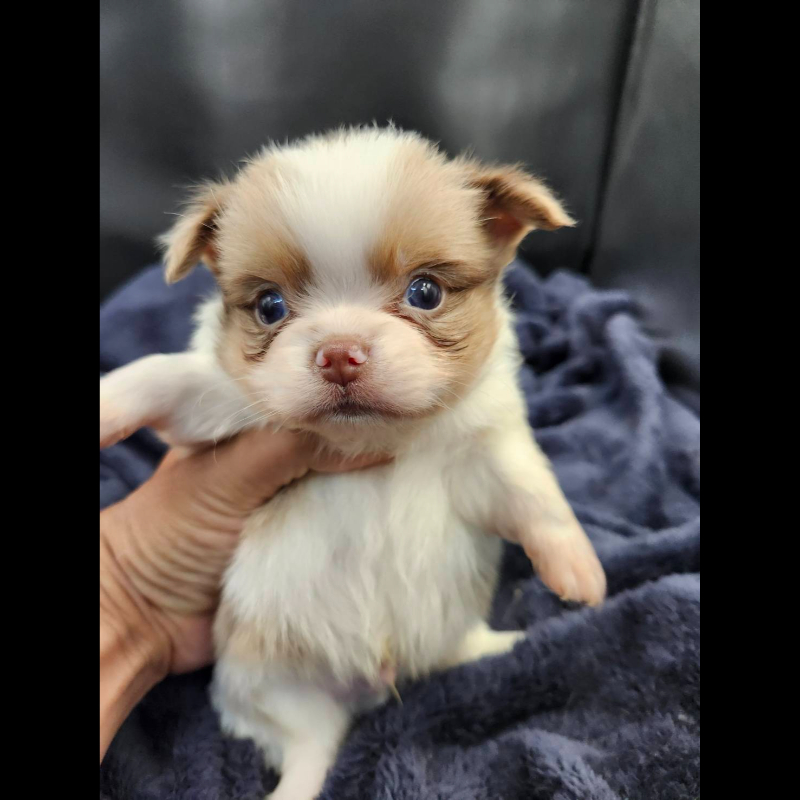 丁香大理石花長毛吉娃娃