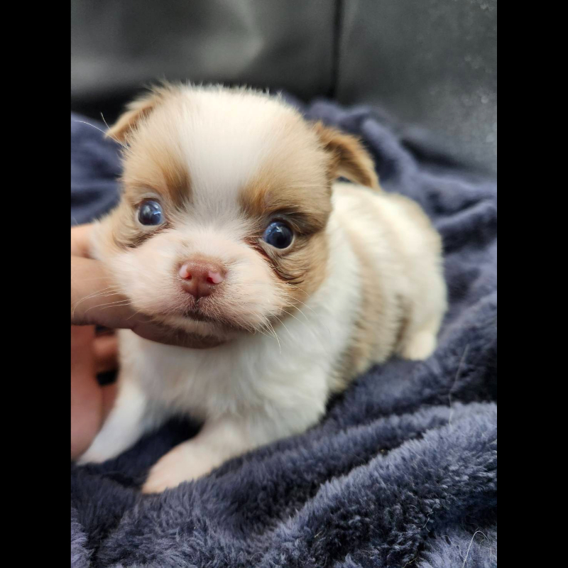 丁香大理石花長毛吉娃娃