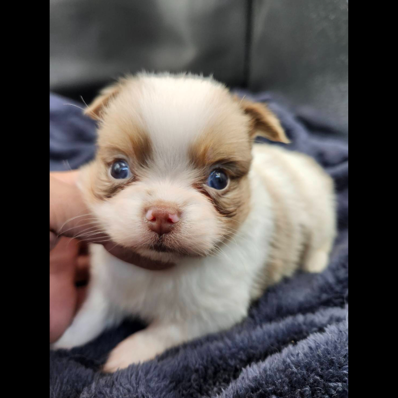 丁香大理石花長毛吉娃娃