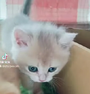 英國短毛貓