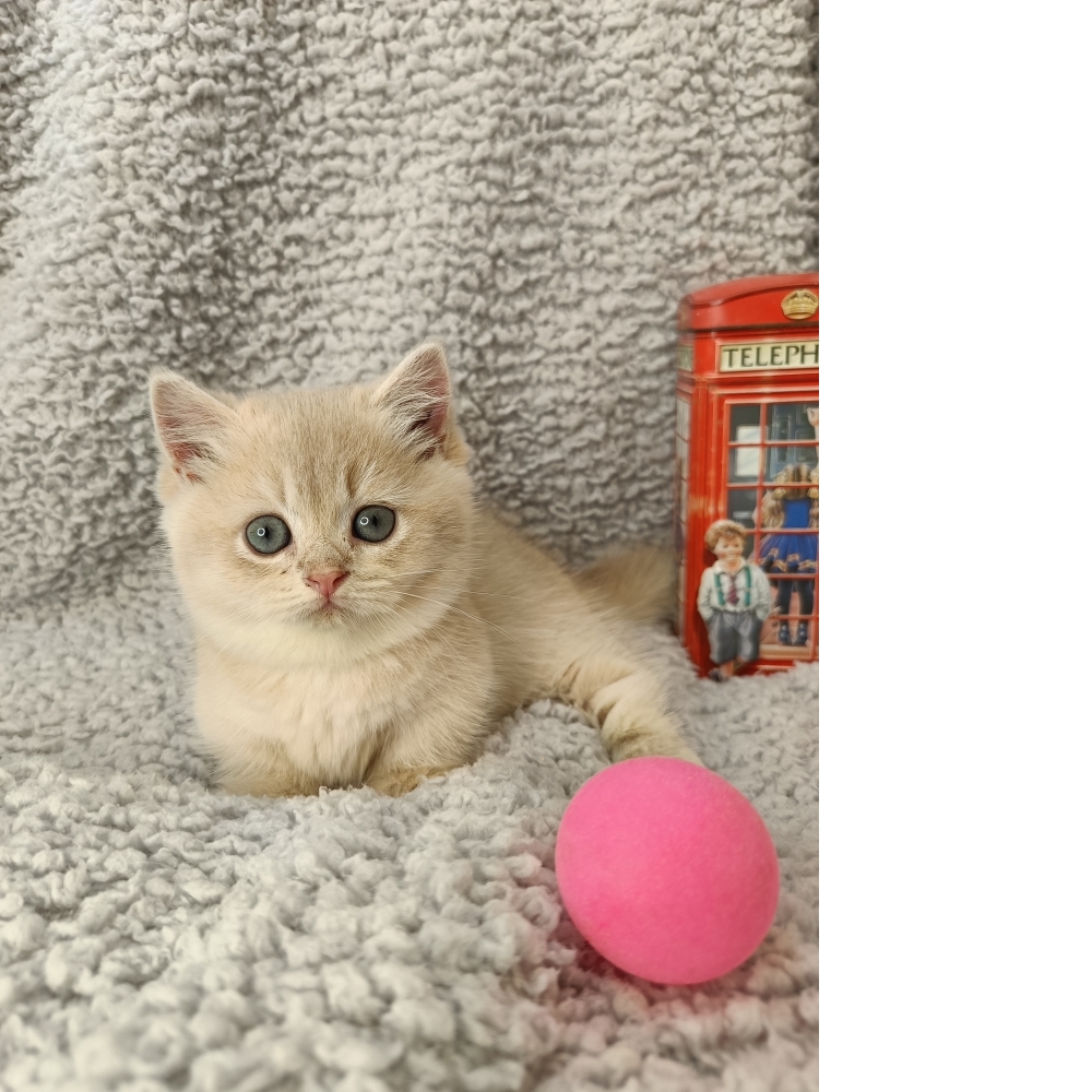 紫金漸層曼赤肯(已有家)