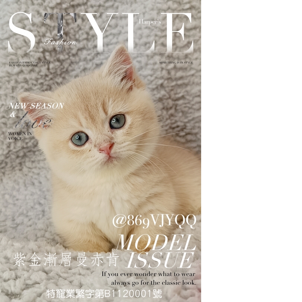 紫金漸層曼赤肯(已有家)