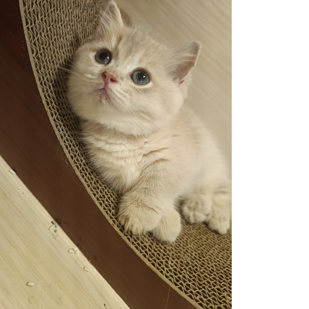 紫金漸層曼赤肯(已有家)