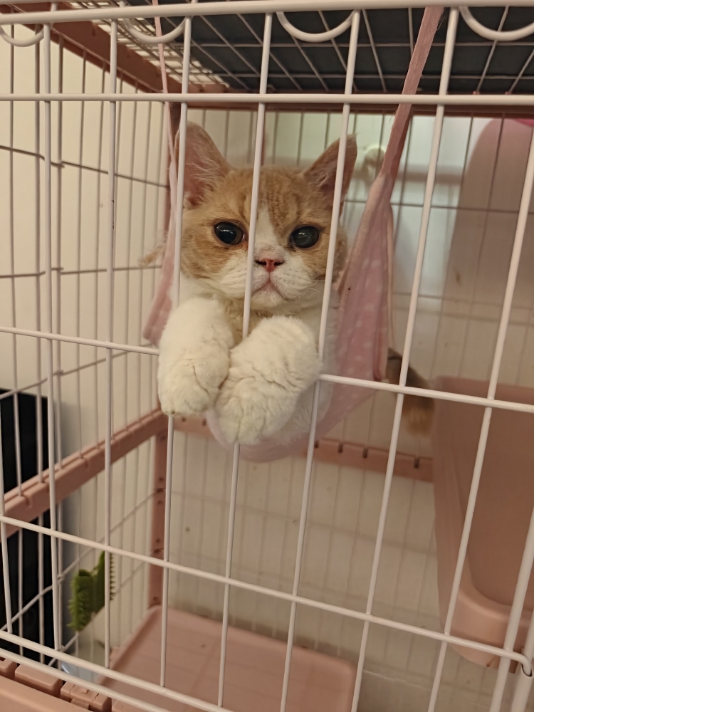 賽爾凱克捲毛貓