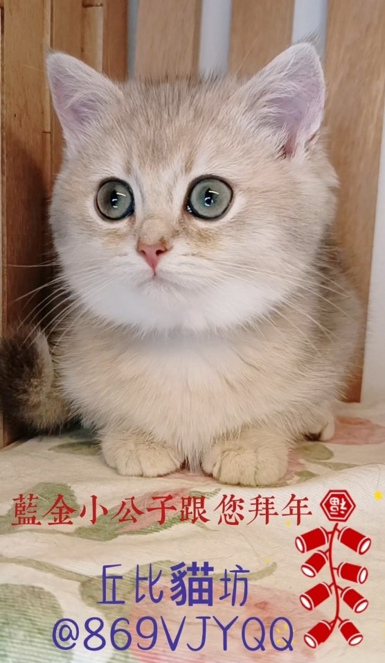 藍金漸層
