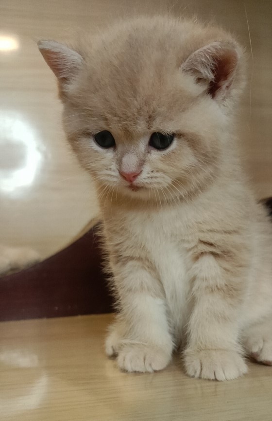 英國短毛貓