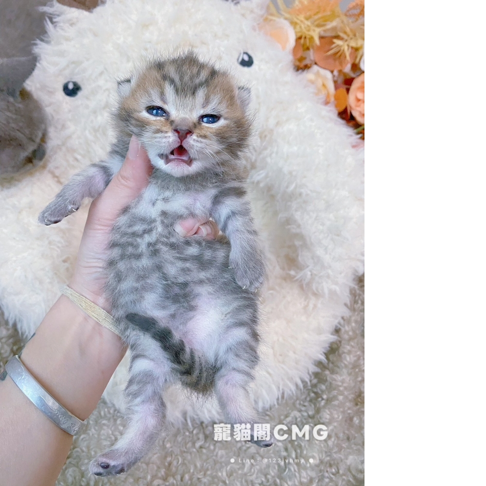 金虎漸層
