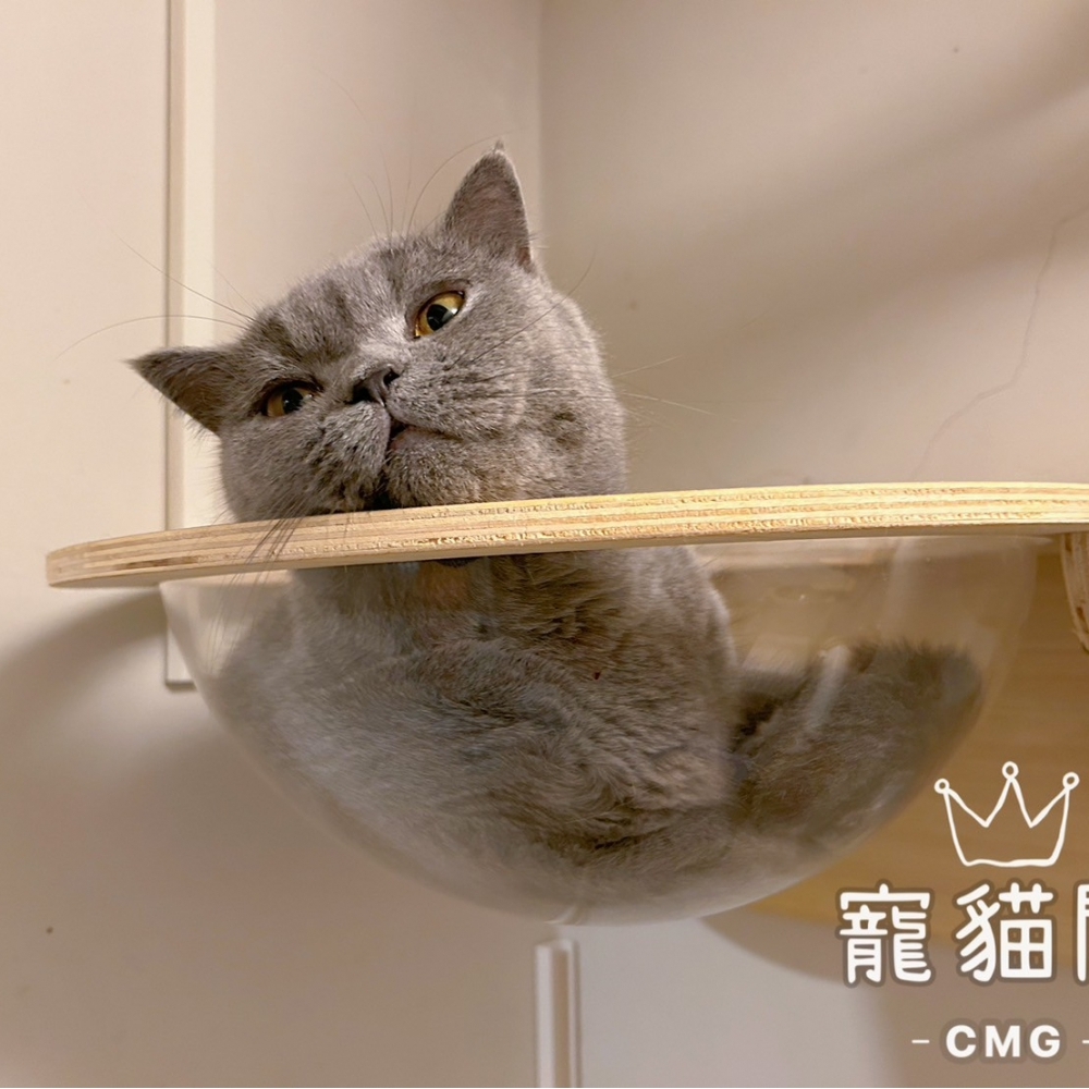 英短妹妹